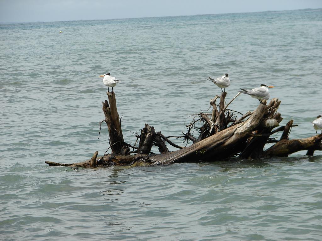 Babilonia Aparthotel Cahuita Kamer foto