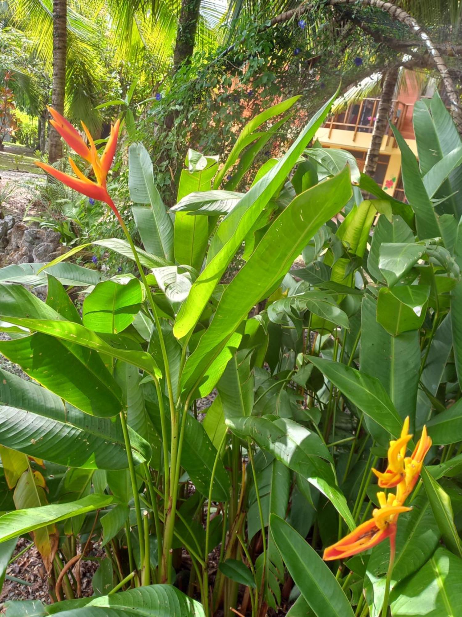 Babilonia Aparthotel Cahuita Buitenkant foto