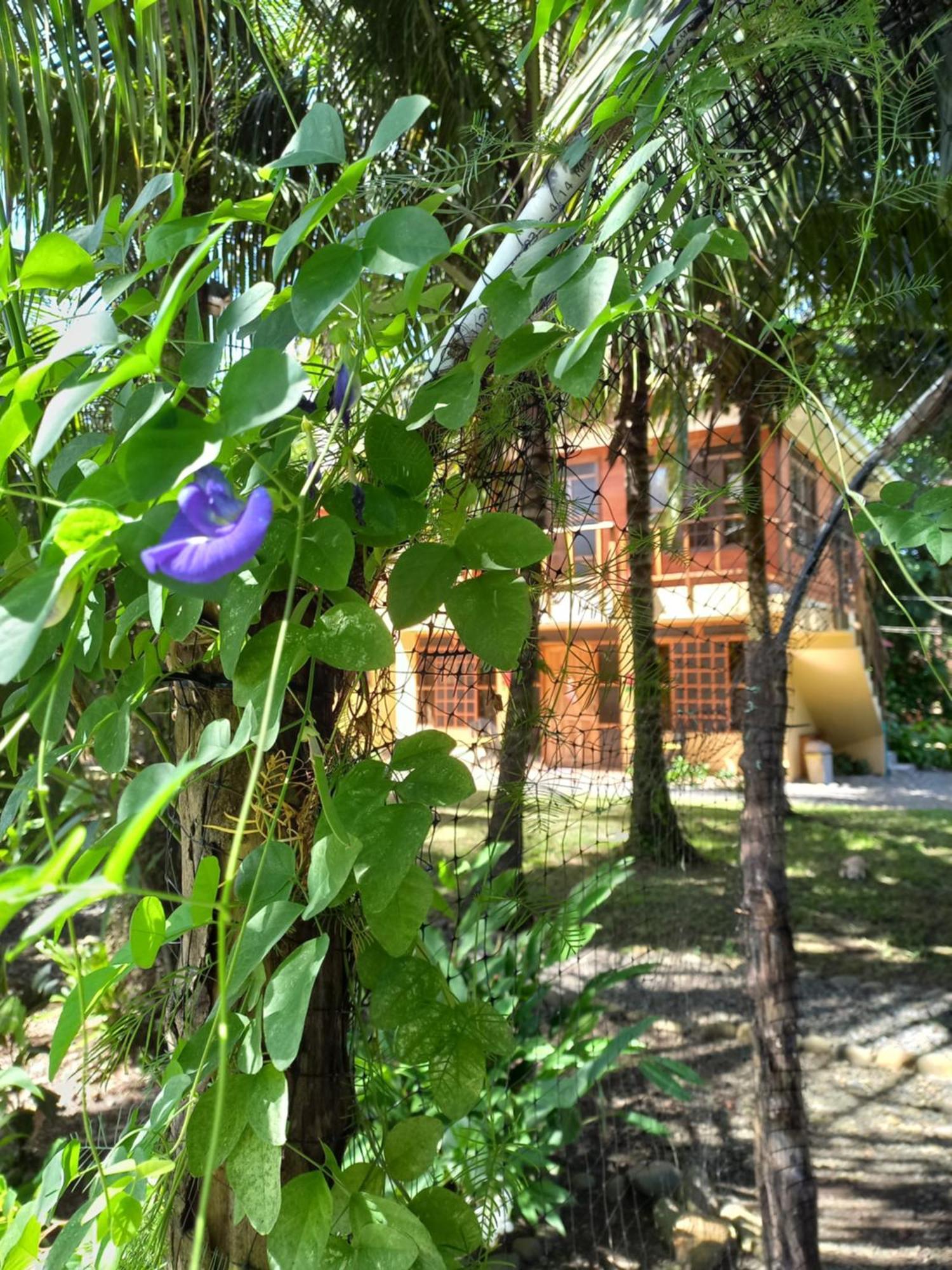 Babilonia Aparthotel Cahuita Buitenkant foto