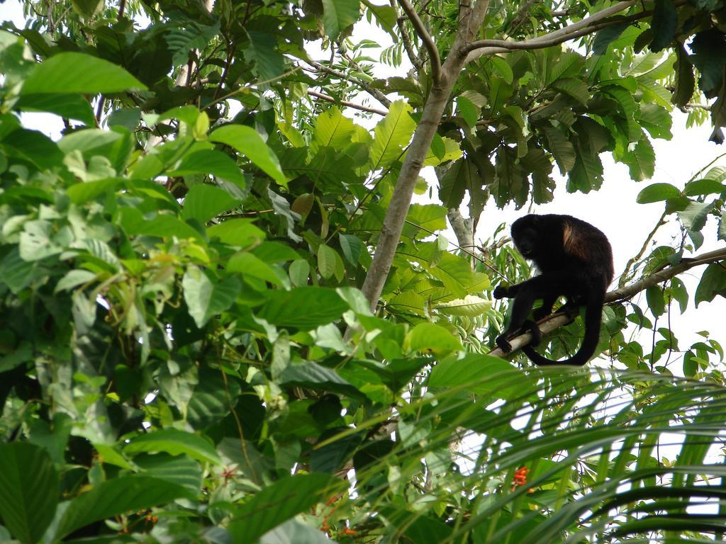 Babilonia Aparthotel Cahuita Buitenkant foto